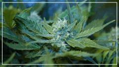 FLO +39 Uk cheese Bud C