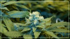 FLO +39 blue thaï Bud C