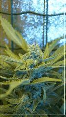 FLO +39 Uk cheese Bud A