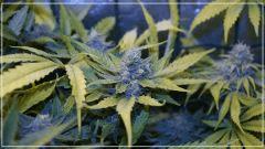 FLO +50 UK cheese Bud B