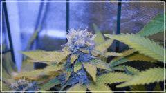 FLO +50 bubblegum Bud B