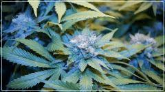 FLO +50 blue thaï Bud B