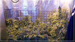 FLO +60 fermeture