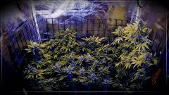 FLO +50 fermeture