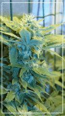 FLO +39 blue thaï Bud A