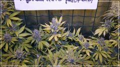 FLO +60 Uk cheese