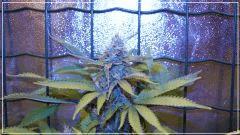 FLO +50 bubblegum Bud A