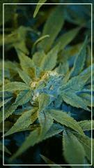 FLO +39 Uk cheese Bud B