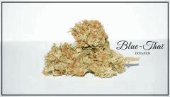 Blue Thaï