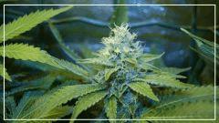 FLO +39 bubblegum Bud C