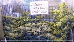 FLO +30 ouverture La vallée du U-Scrog