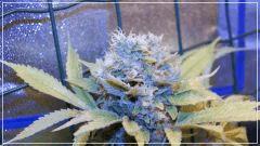 FLO +60 blue thaï Bud B