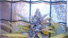 FLO +60 bubblegum Bud B