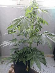 FLO +4