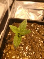 La rescapée ^^