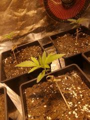 Une autre belle plantoune