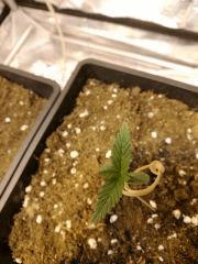 Une plantoune avec son noeud vue du dessus