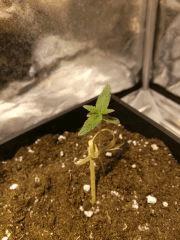 Une plantoune avec son noeud