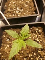 Une plantoune =)