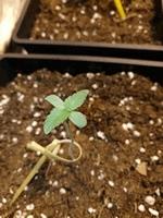 Une petite plantoune à ses débuts
