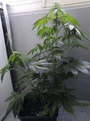 FLO +4