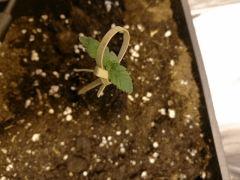 Le dessus De La plantoune rafistolé