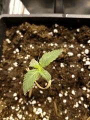 Une autre plantoune
