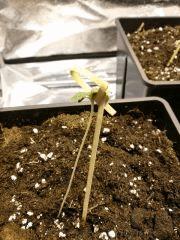 Plantoune rafistolé