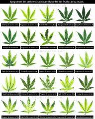 carence engrais cannabis1