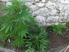 IMG 5092