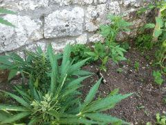 IMG 5096