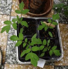 tomates indigo blue.