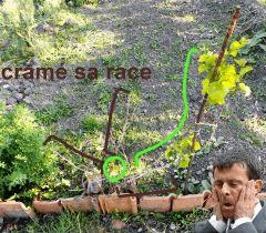 ma vigne qui à pris cher