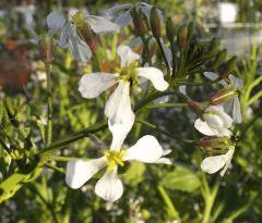 fleurs radis noirs