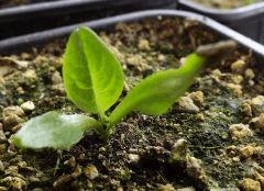 mandragora officinarum