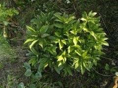 eupatoire chanvirine