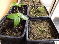 argireya nervosa et mandragora officinarum