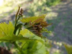 bourgeons rescapés du gel