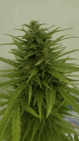 med_gallery_853329_5680_523774.png