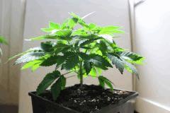 Skunk1 Cro32