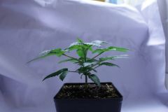 RD Cro19
