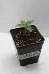 Skunk #1 C10