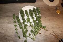 IMG 9510