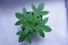 Swee Deep Grapefruit Cro19