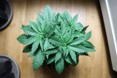 Skunk Cro32