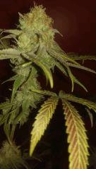 agent orange