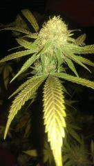 agent orange