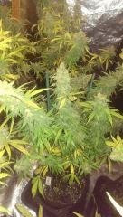 bubblegum cut slar d