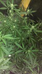 bubble gum .. sl ard cut