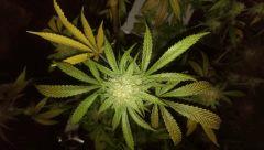 agent orange